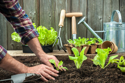 Pack de jardinage pour débutants 'Potager Pratique' - Biologique - Semences  de légumes