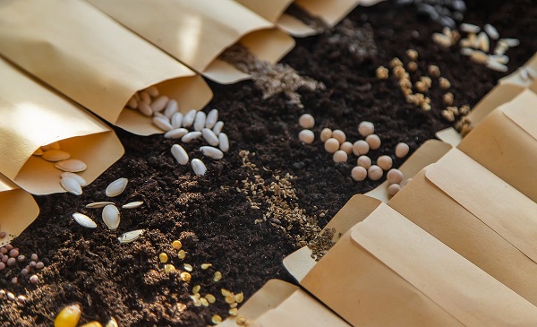 Comment conserver vos graines potagères ?