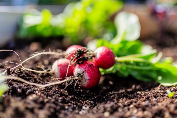 Que semer, planter et récolter au jardin en mai ?