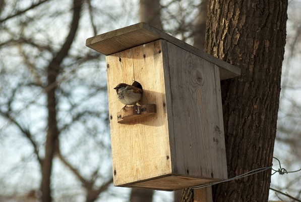 Comment protéger son jardin des oiseaux ? - Blog Jardin Couvert