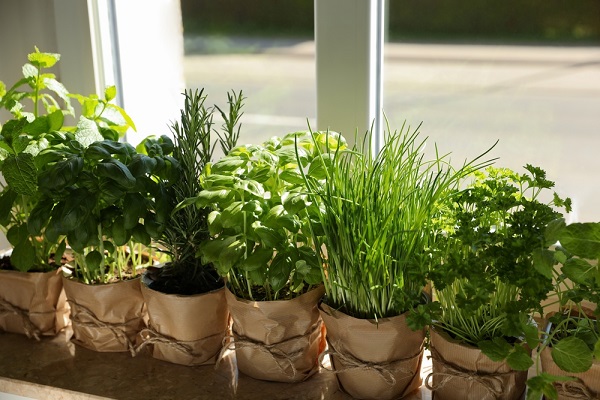Faites pousser vos propres herbes aromatiques grâce à ce jardin potager  d'intérieur à 27,90 €