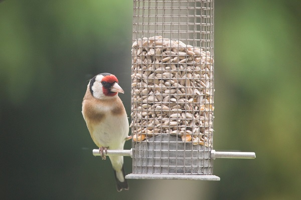 Mangeoires et nichoirs : comment accueillir les oiseaux dans son jardin ?