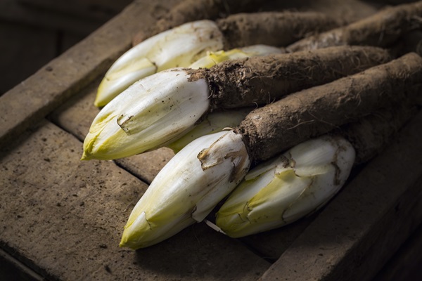 Forçage et culture des chicons ou endives