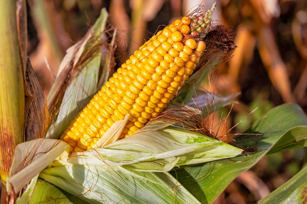 Semis et culture du maïs