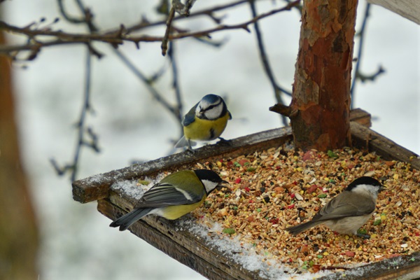 Mélanges de graines pour nourrir les oiseaux du jardin