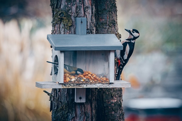 Oiseaux à la mangeoire mésange et pic-épeiche