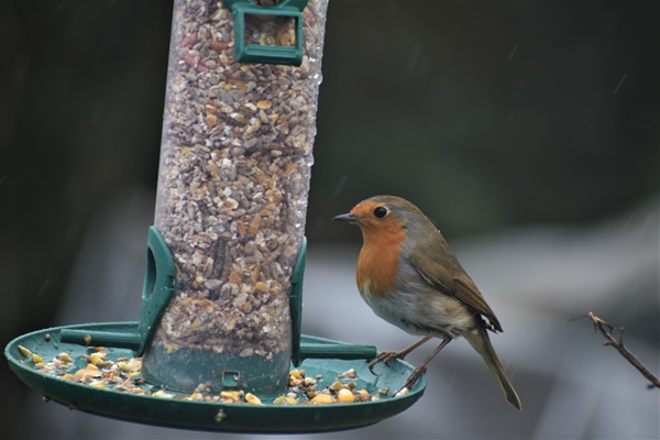 Rouge-gorge accueillir cet oiseau