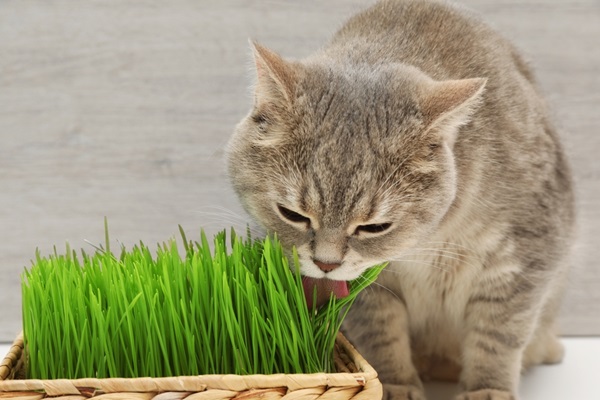 Semer de l'herbe pour chat